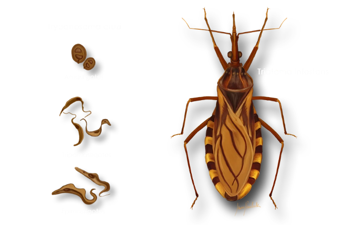 14 de abril. dia mundial de la enfermedad de chagas